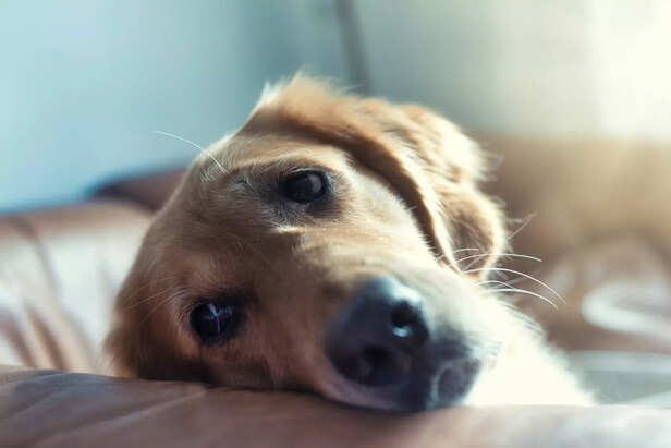 A sad dog
