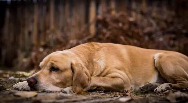 Sad dog