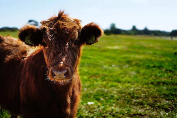 Calf