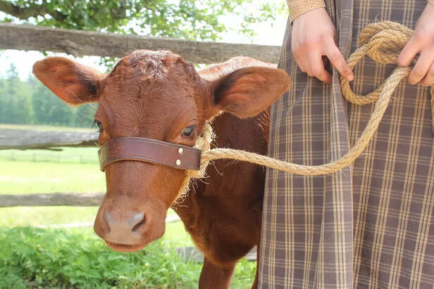 Cow