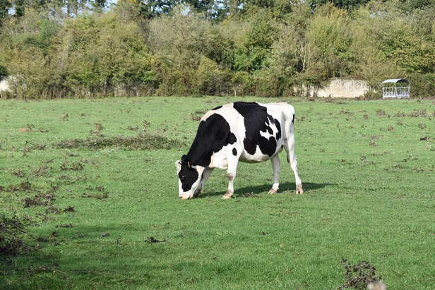 Cow