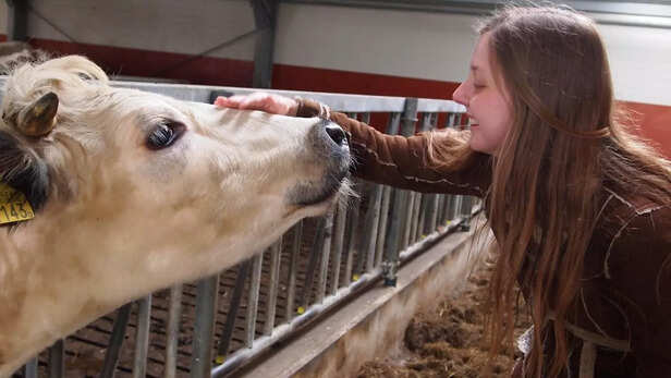 Cow