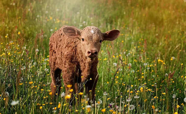 Calf in a field
