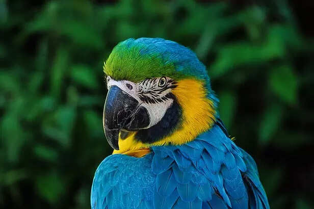 Royality in Feathers