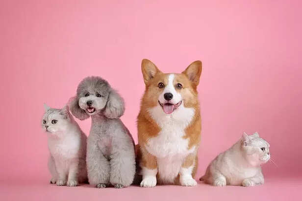 dog and cat also need ins