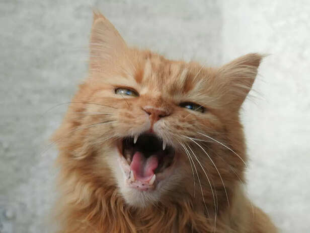 cats sound