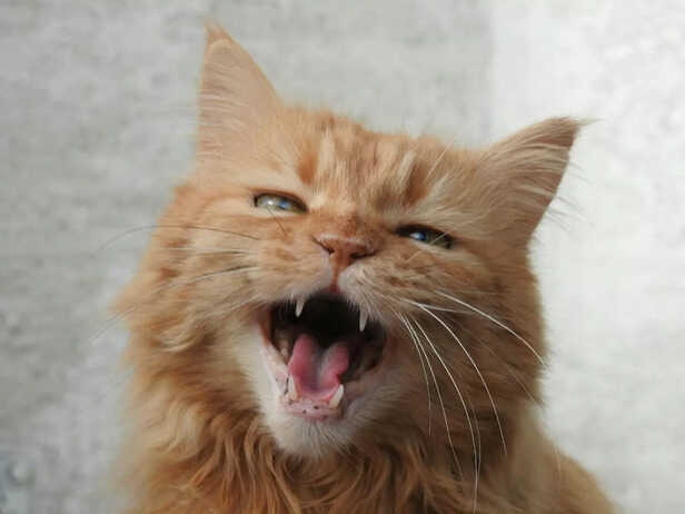 cats sound