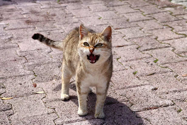 cat saying