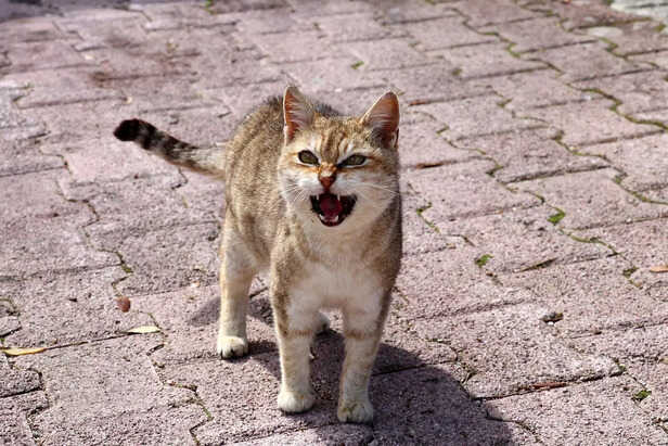 cat saying