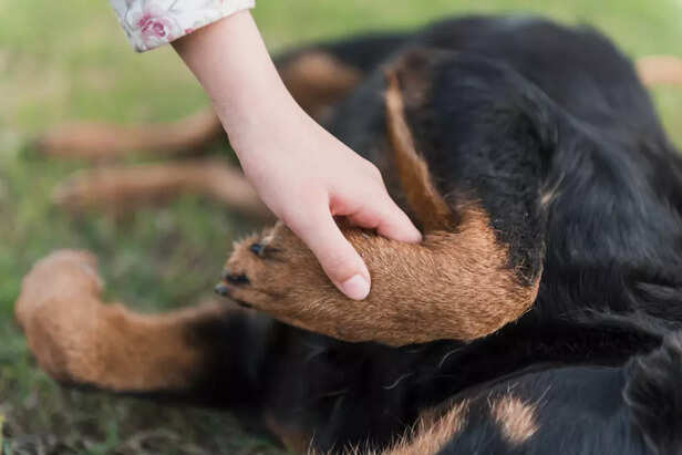 Frequent Paw Licking May 