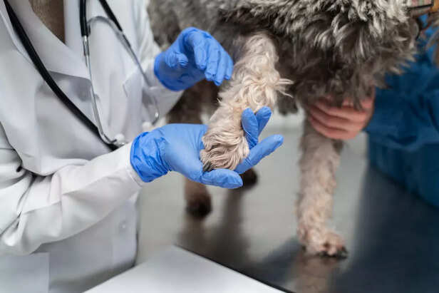 Allergies Can Turn Paw Li