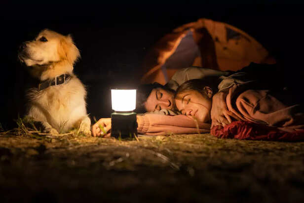 Dogs and Nighttime Freedo