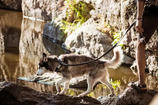 Unsecured Dogs Can Attrac