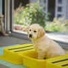 Puppy Toilet Training Made Easy in 7 Days