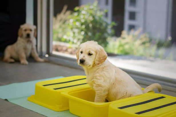 Puppy Learning the Basics