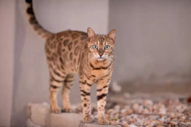 Egyptian Maus