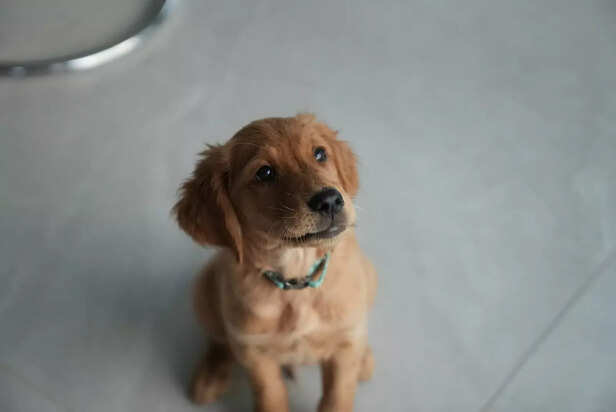 Waiting for a Treat