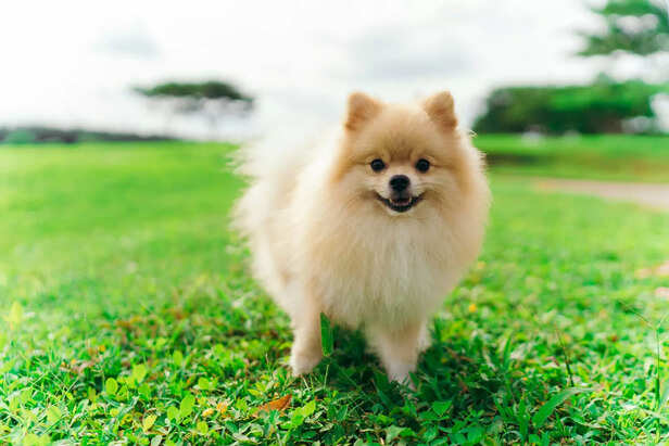 Fluffy Pomeranian Outdoor