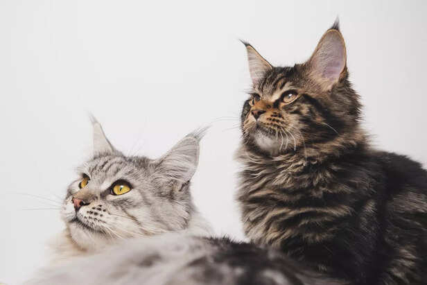 maine coon beauty