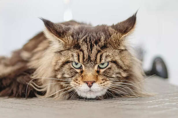 pet cat meow