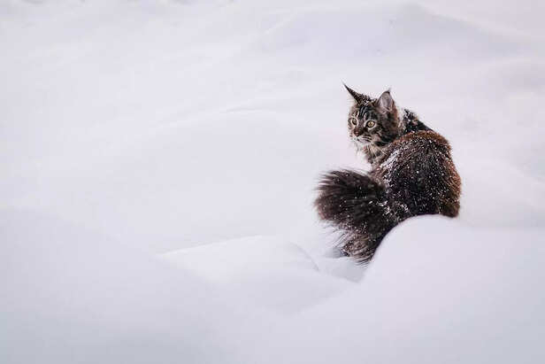 black maine coon in white