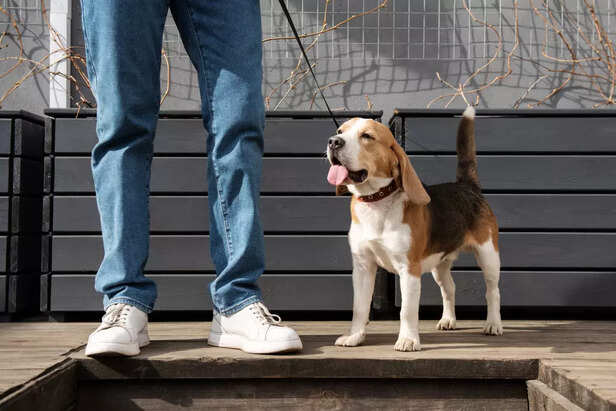 Tail Wags That Speak Volu