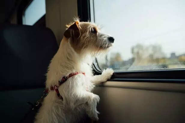 Dog looking out of train 