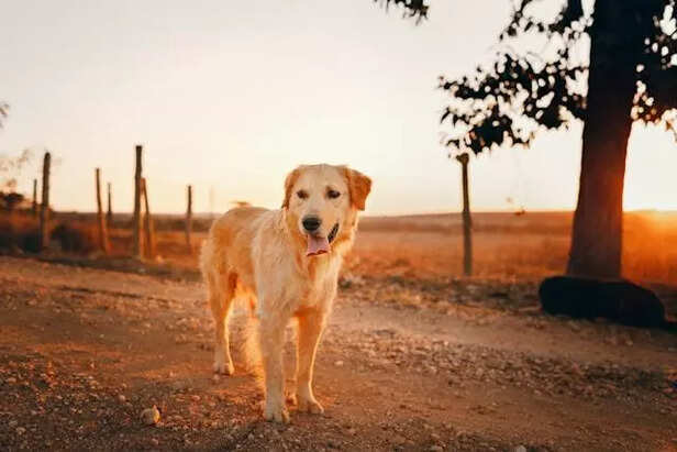 Dog