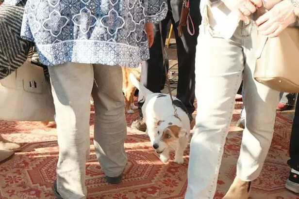 Dog in crowd