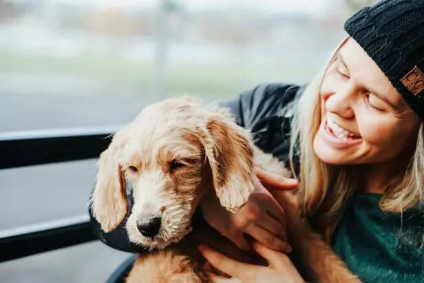 Dog travelling with pet p
