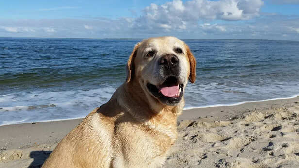 Labrador Retriever.