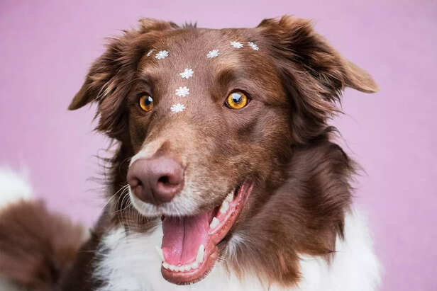 Border Collie.