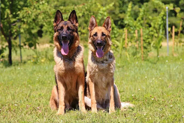 German Shepherd.