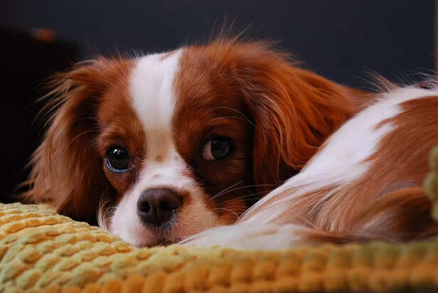 Cavalier King Charles Spa