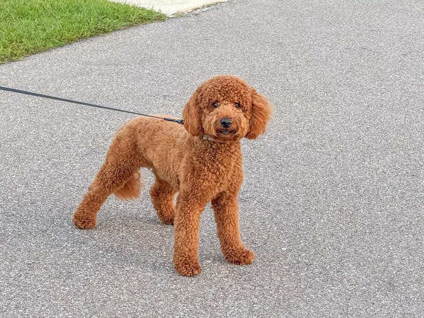 Toy Poodle : Miniature Po