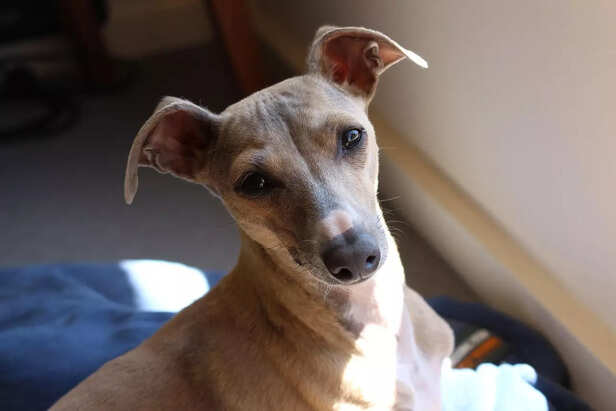 Italian Greyhound.