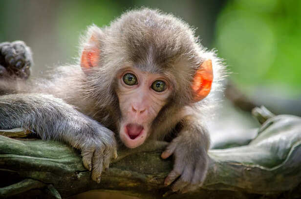 Monkey Mischief Moment
