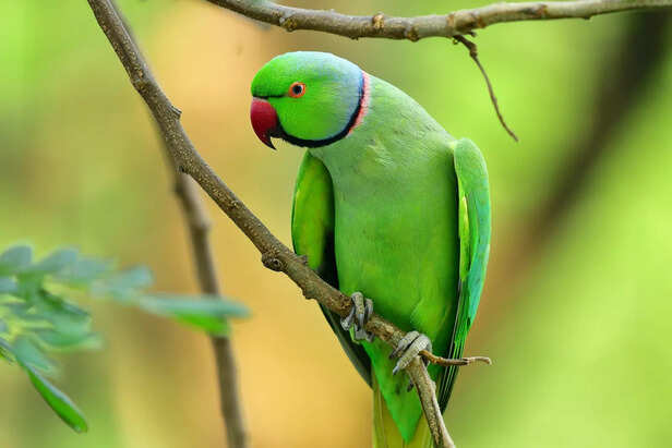 Parrots