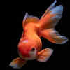 Goldfish Don't Have a 3-Second Memory, Here’s What You Didn’t Know