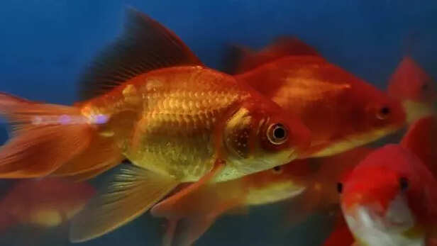 Goldfish swimming in fish