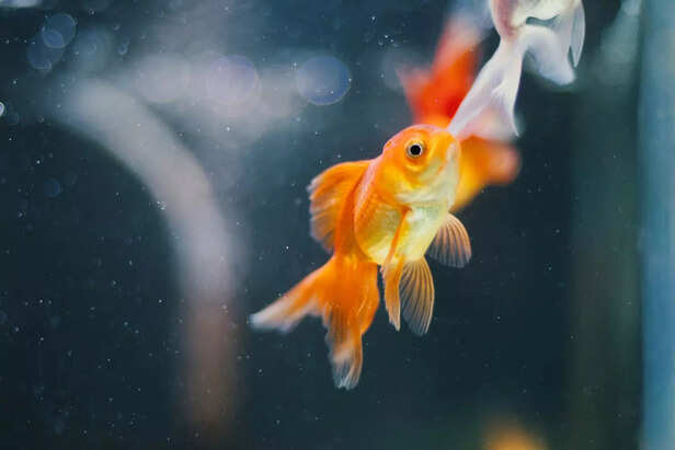 Golden Oldie of the Aquar