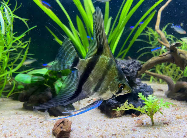 Angelfish Grace