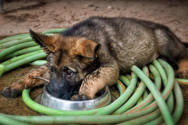 German shepherd puppy