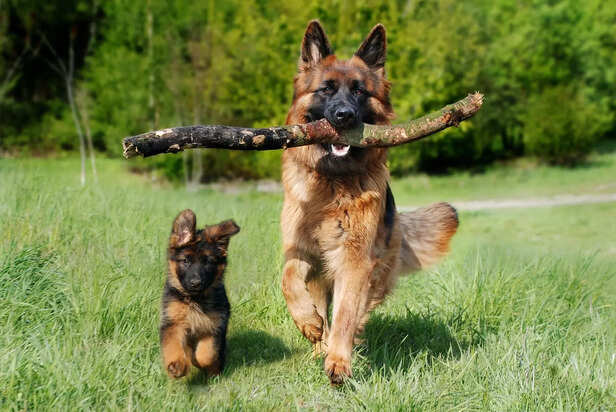 Shepherd dog with pup