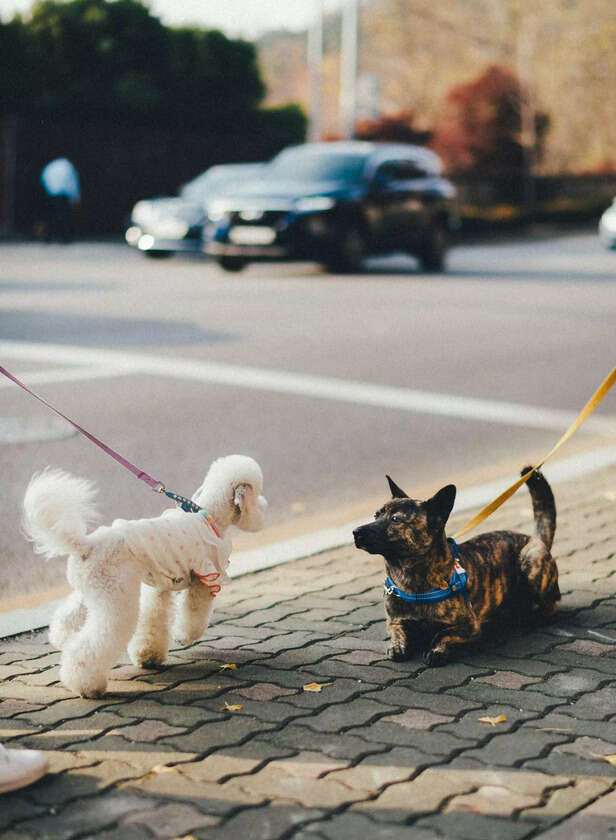Leash & Laughs