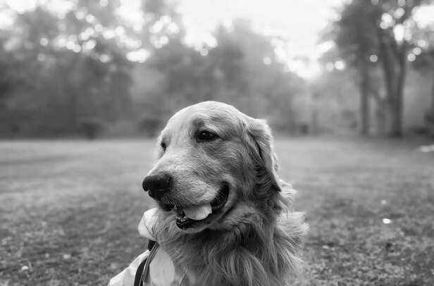 Delhi for dogs