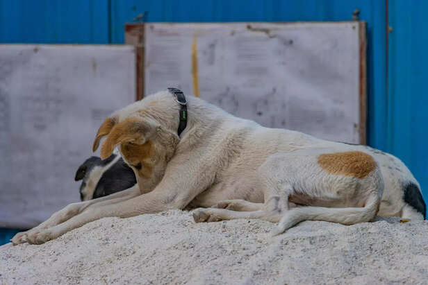 street dogs
