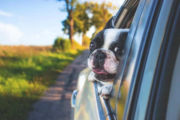 dog travel
