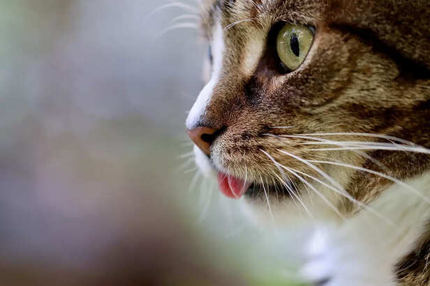 cat sanitation