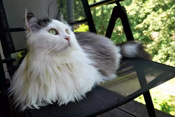 siberian cat less allergy